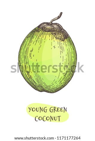 Ink sketch of young green coconut. Isolated on white background. Hand drawn vector illustration. Retro style.