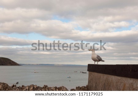 One Standing Seagull 