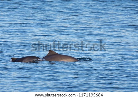 A female harbour porpoise with it's young coming at the surface of the water to breathe. Royalty-Free Stock Photo #1171195684