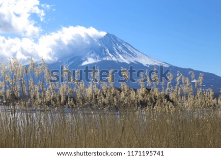 brown grass on the Fuji Mountain background