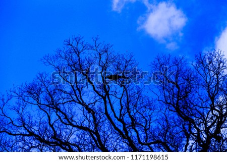 the bird on the black dry branch of tree in the blue sky background on the halloween