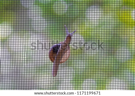 Garden snail is climbing net
