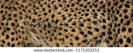 The fur of a cheetah (Acinonyx jubatus).
