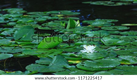 Lily flower blossoms or amazing lotus blooming on pond. White water lilies floating on a river landscape. Beautiful white flower with green leaves on lake surface.