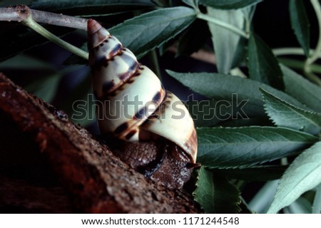 Liguus Tree Snail (Liguus Fasciatus Versicolor)