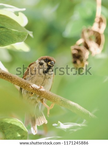 Tree Sparrow , Eurasian tree sparrow (Passer montanus malaccensis) sitting on branch. vertical picture