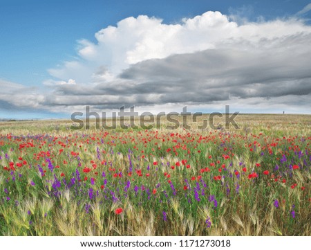 Meadow of wheat and spring flowers. Nature composition.
