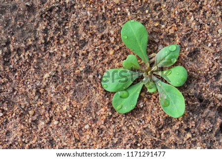 Plant Shoot on soil  background royalty free stock images