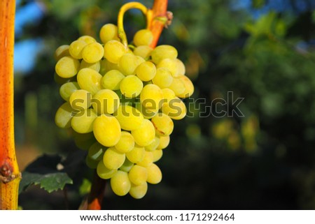 Big bunches of grapes grow in the garden