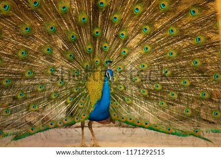 Indian peafowl, Pavo cristatus- male, Jhalana, Rajasthan state of India Royalty-Free Stock Photo #1171292515