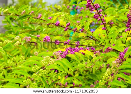 Beautyberry tree or American beautyberry (Callicarpa americana) transition of unripe green to ripe purple or Beautyberry Shrub with Purple berries