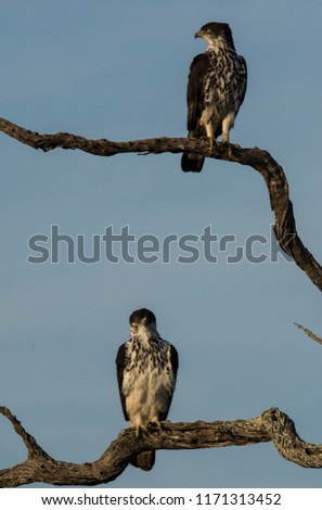African hawk eagle male and female perching in tree