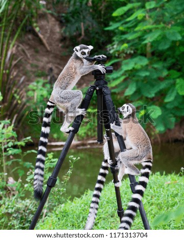 Three Ring-tailed lemur (Lemur catta)  up on a tripod at the zoo.