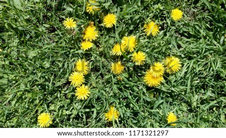 Meadow of blooming yellow dandelions close-up photo