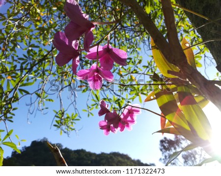 The purple orchids in the morning sunshine.