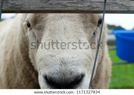 A close up picture of a sheep face at Aberfoyle, Scotland.