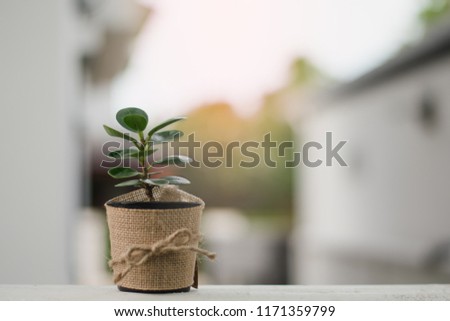 Small Ficus annulata in pot on blur background and gold light.