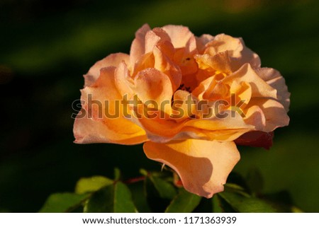 Orange rose blossom