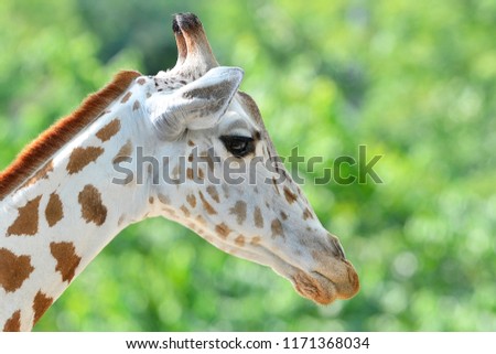 Close-up, portrait of a giraffe on green background.
