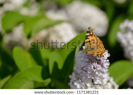Butterfly eating nectar of lilac flowers in a field