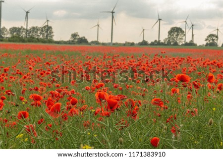 poppies and cornflowers on a field