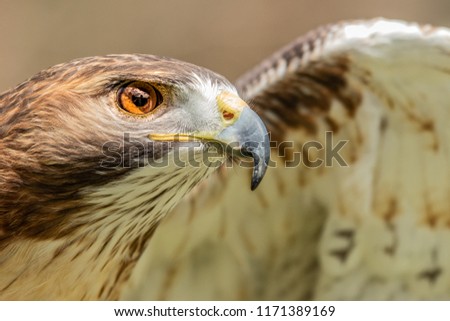 Majestic Hawk close up. Detail of the eye and iris while scouting his hunting grounds.