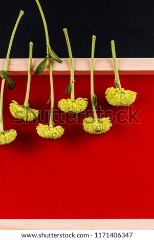 Small yellow flowers on red background. Top view, close-up, vertical photo