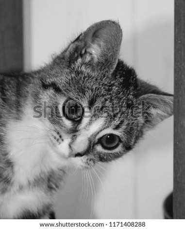 A black & white, digitally enhanced photograph of a kitten. This photo was taken in Brisbane, Australia. 