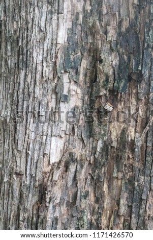 Tree bark texture, Nature old wood background.