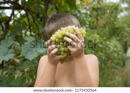 Green grapes, a child's hand, a boy. Closeup, shallow depth of field