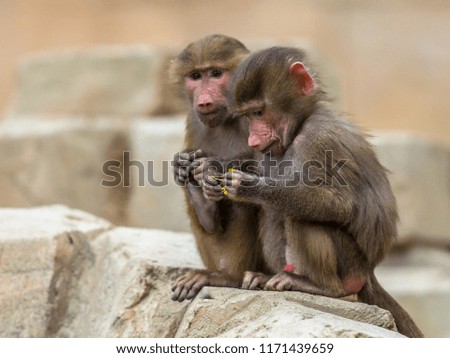 Two young Hamadryas baboons (Papio hamadryas) sitting next to each other and playing with flower. This is a species from the Old World monkey family