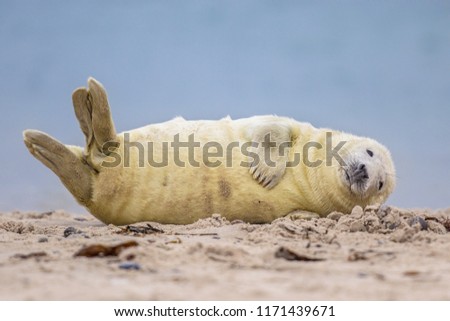 Comical Grey seal (Halichoerus grypus) pup on beach of Helgoland looking in camera Royalty-Free Stock Photo #1171439671