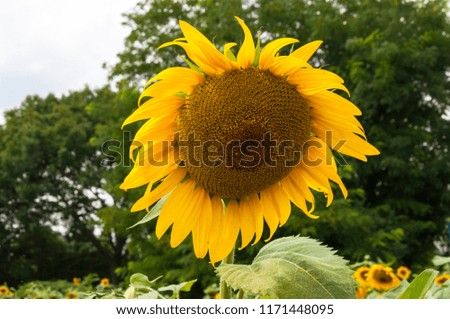 sunflower in field at summer