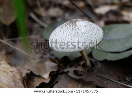 Natural mushrooms.Mushrooms in the garden.white mushrooms.