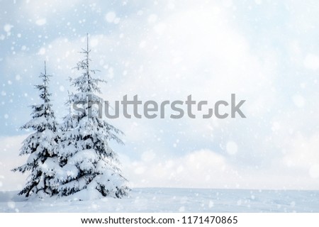 fir trees covered with snow under the blue cloudy sky. beautiful winter landscape