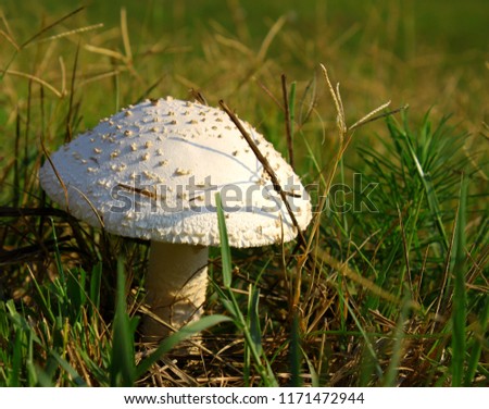 A small white mushroom among green and brown blades of grass during summer.