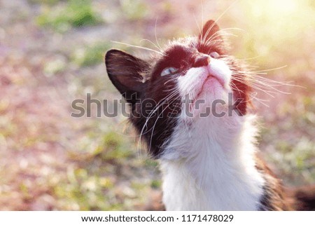 homeless cat looks up and asks for food. sunny