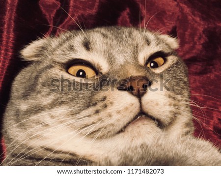 Cat with strange emotional face