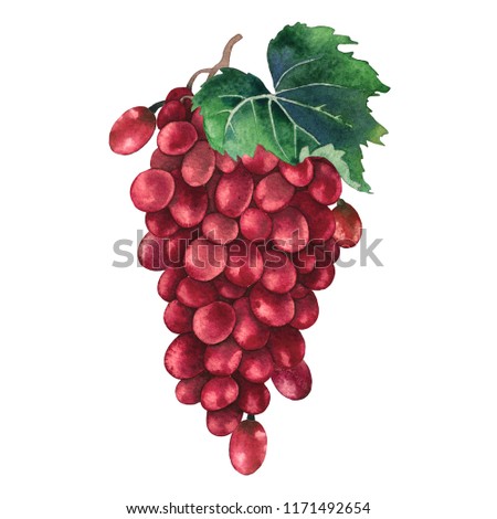 Watercolor bunch of red grapes decorated with leaves. Hand painted illustration isolated on white background