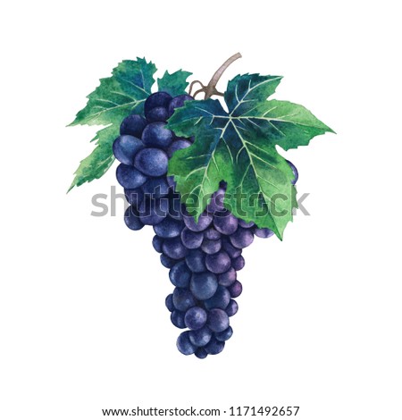 Watercolor bunch of blue grapes decorated with leaves. Hand painted illustration isolated on white background