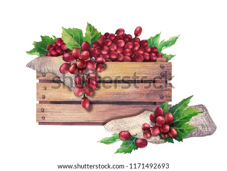 Watercolor wooden box of red grapes decorated with leaves and sackcloth. Hand painted illustration isolated on white background