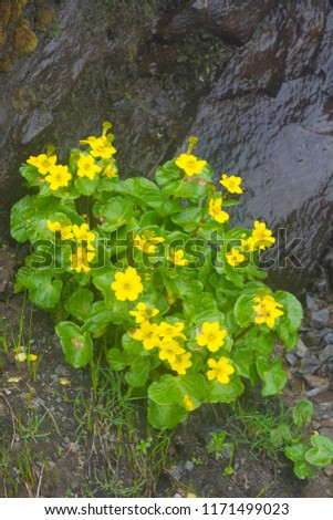 Yellow flowers of Ranunculus laetus, Valley of Flowers, Uttarakhand, India