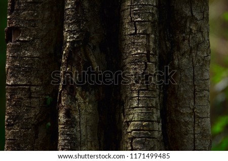 tree bark wood texture background picture