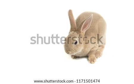 Close up gray baby rabbits 3 month old on a white background. Single of Short hair adorable baby rabbit, Beautiful easter bunny rabbit use for easter holiday concept. (color : Brown, Black, dot, gray)