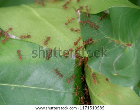Fire ant making nest on grean leaf