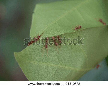 Fire ant making nest on grean leaf