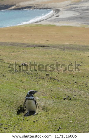 Magellanic penguin sitting on cliff on Saunders Island in the Falkland Islands with the beach in the background. 