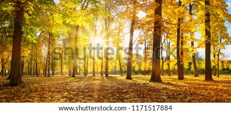 trees with multicolored leaves in the park