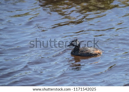 white-tufted Grebe swimming in a pond in the Falkland Islands.