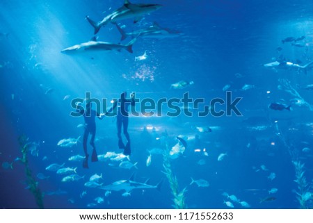 People observing fish at the aquarium, jeju, jejuaquarium